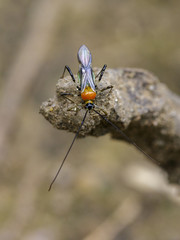 Image of an Assassin bug on nature background. Insect. Animal