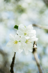 Apple blossoms. Blooming apple tree branch with large white flowers. Flowering. Spring. Beautiful natural seasonsl background with apple tree's flowers.