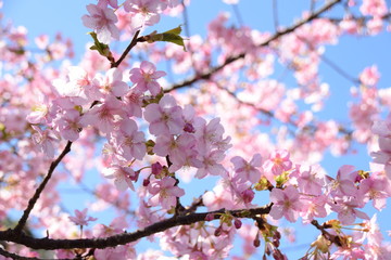 河津桜　サクラ
