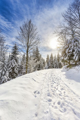 Path through snowy winter forest landscape