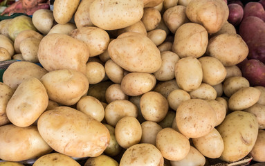Fototapeta na wymiar The new harvest white potatoe sold at city farmers market