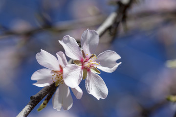 flowering almonds backgound