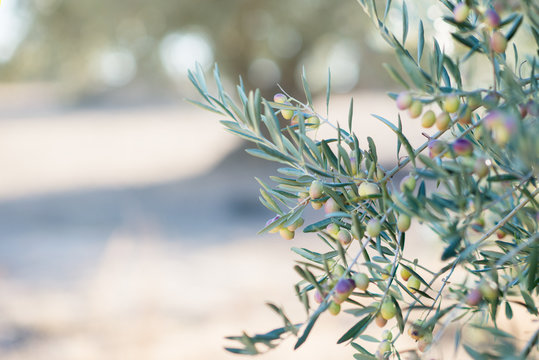 Spanish olive grove, branch detail over blured olive's tree. Raw ripe fresh olives growing in mediterranean garden ready to harvest.