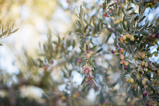 Spanish olive grove, branch detail. Raw ripe fresh olives growing in mediterranean garden ready to harvest, soft focus with beautiful boke