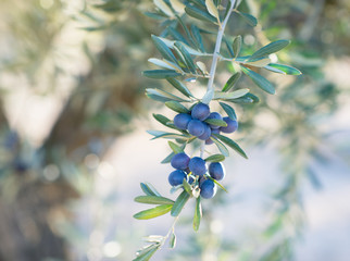 Obraz na płótnie Canvas Spanish olive grove, branch detail. Raw ripe fresh olives growing in mediterranean garden ready to harvest.