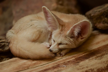 Fennek, Wüstenfuchs