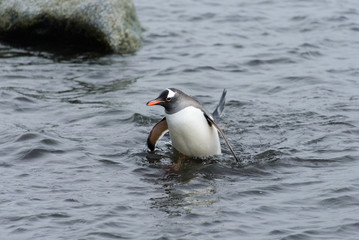 Fototapeta premium Gentoo penguin going from sea