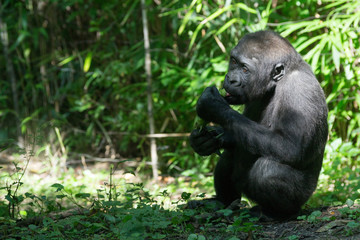 Western lowland gorilla