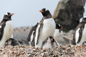 Fototapeta premium Gentoo penguin with chicks in nest