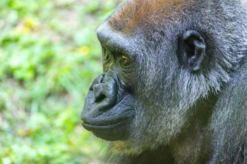 Western lowland gorilla
