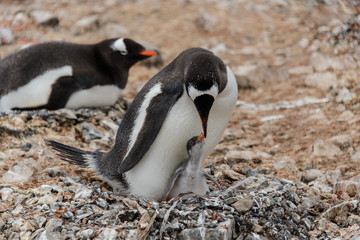 Gentoo penguin with chick in nest