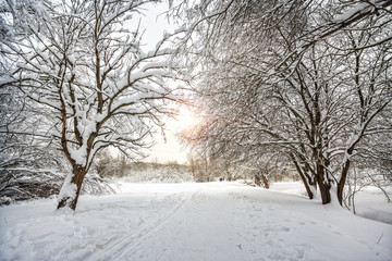 Снег на деревьях в парке зимой tree in the snow