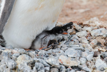 Gentoo penguin's chicks in nest