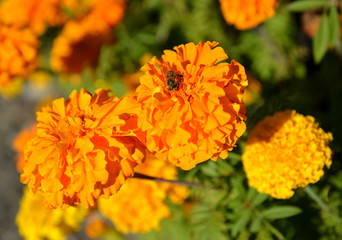 The blossoming spreading marigold (Tagetes patula L.), close up