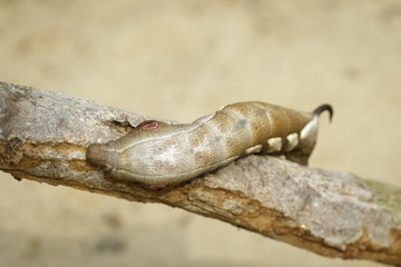 Image of brown caterpillar on branch on natural background. Worm. Insect. Animal.