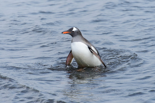 Gentoo penguin going from sea