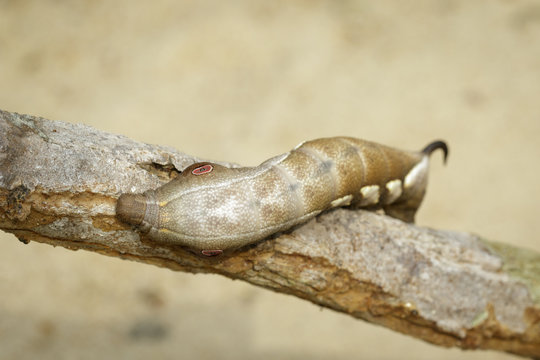 Image of brown caterpillar on branch on natural background. Worm. Insect. Animal.