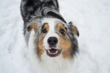 Australian shepherd frolicking in the snow