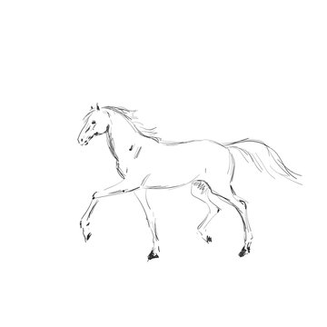 Painted horse silhouette on a white background. Graceful equine riding.  