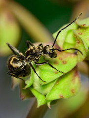 Image of an ant (Polyrhachis dives) on green leaf. Insect. Animal.