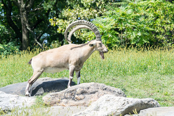 Nubian ibex in a challenging position