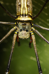 Image of Golden Long-jawed Orb-weaver Spider(Nephila pilipes) on the spider web. Insect. Animal