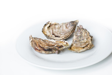 Oysters. Raw fresh oysters are on white round plate; image isolated; with soft focus. Restaurant delicacy.