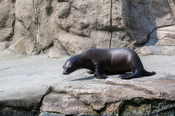 Obraz premium California sea lion female basking on a rock