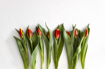 Flower composition made from isolated red tulips with leaves on white background for 8th march - Women's Day