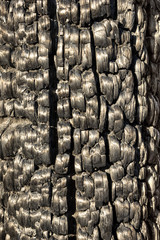 Sunlit burnt charred wood texture