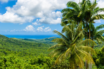 Fototapeta na wymiar Tropical highland scenery on the Caribbean island of Barbados. It is a paradise destination with a white sand beach and turquoiuse sea.