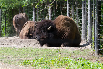 American bison