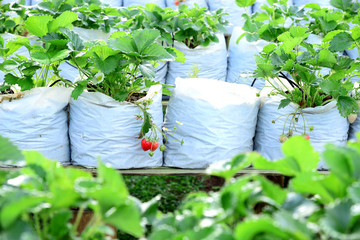 Strawberry farm fruit in nursery plantation at Samoeng District, Chiang Mai Province, Thailand.