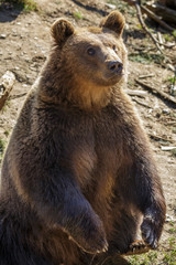 Obraz premium European brown bear