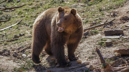 Plakat European brown bear