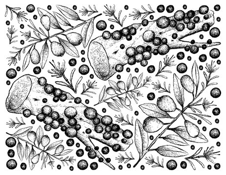 Hand Drawn of Australian Beach Cherries and Jabuticaba Fruits