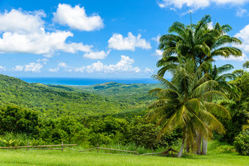 Fototapeta na wymiar Tropical highland scenery on the Caribbean island of Barbados. It is a paradise destination with a white sand beach and turquoiuse sea.