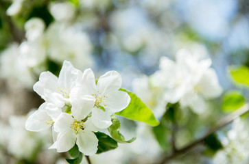 Fototapeta na wymiar Apple blossoms. Blooming apple tree branch with large white flowers. Flowering. Spring. Beautiful natural seasonsl background with apple tree's flowers.