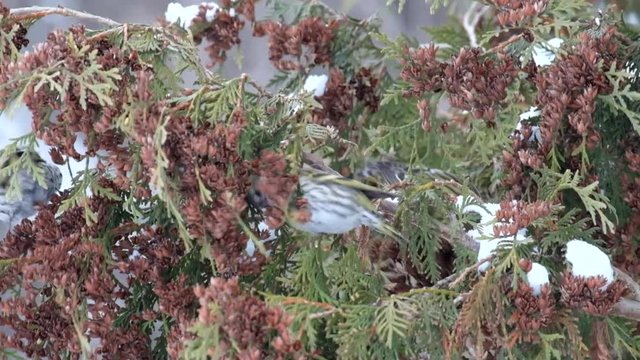 Adult female European siskin eats seeds of thuja in winter (Carduelis spinus)