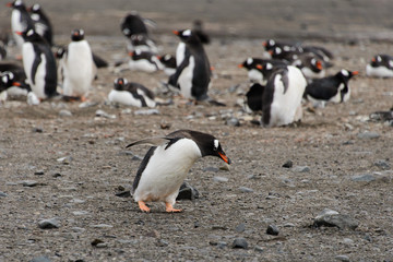 Gentoo penguins on beach