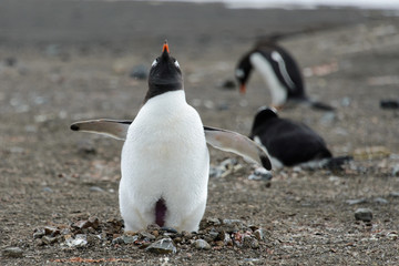 Gentoo penguin on beach