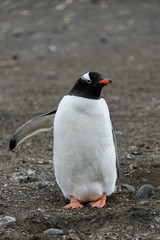 Fototapeta premium Gentoo penguin on beach