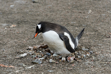 Naklejka premium Gentoo penguin with egg in nest