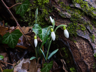 Snowdrops, spring flowers, primroses, white