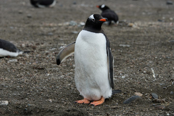 Gentoo penguin on beach