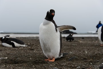 Gentoo penguin on beach