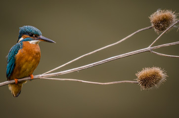 Kingfisher on Teasel