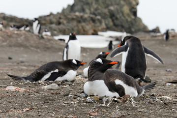 Gentoo penguins on beach