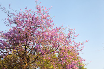 pink Jacaranda violet tree in the park