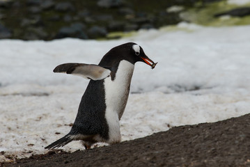 Gentoo penguin going